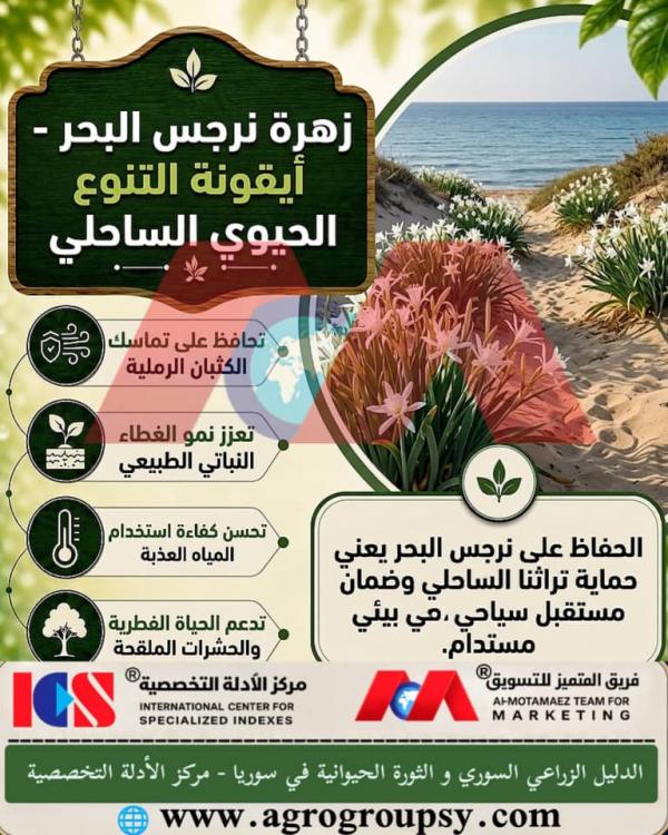 هل تُعد زهرة نرجس البحر من أجمل النباتات البرية الساحلية وأكثرها فرادة بزهورها البيضاء الفواحة وأوراقها الشريطية القوية التي تتكيف مع البيئات الرملية المالحة؟