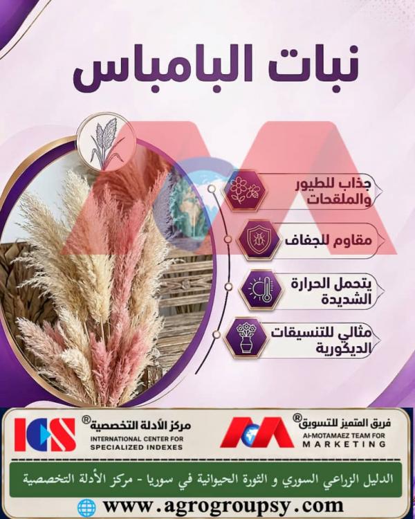 هل يُعد نبات البامباس (عشب البامباس) واحداً من أبرز النباتات المعمرة وأكثرها جاذبية في تنسيق الحدائق والديكور العصري بفضل سوقه الطويلة وأزهار الريش الكثيفة؟