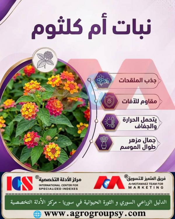 هل يُعد نبات أم كلثوم (المعروف علمياً بلانتانا) واحداً من أبرز النباتات المزهرة وأكثرها شهرة في الحدائق العامة والخاصة بأزهاره الزاهية المتدرجة بين الأصفر والبرتقالي والأحمر؟