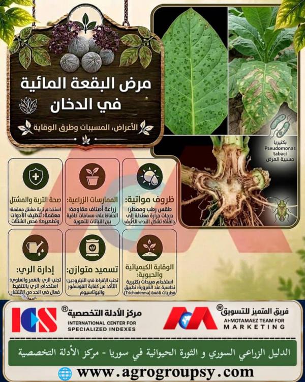 Water Spot Disease in Tobacco: Symptoms, Causes, Prevention, and Effective Control Methods